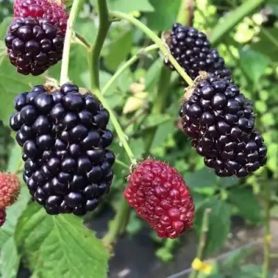 Ежевика ПРАЙМ АРК ФРИДОМ ремонтантная  в Мозыре