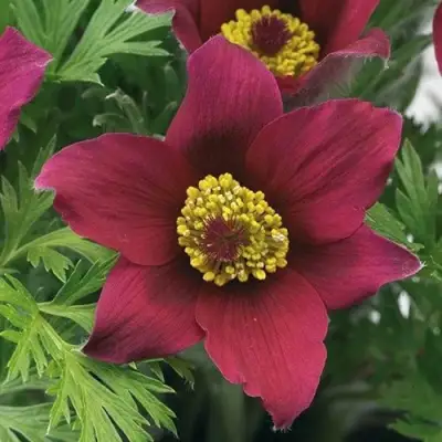 Прострел ПИНВИЛ РЕД ШЕЙДЕС в Мозыре