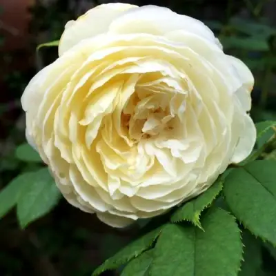 Роза КЛЭР ОСТИН английская в Мозыре