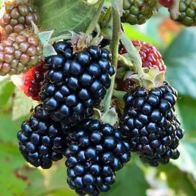 Ежевика ДЖАМБО бесшипная  в Мозыре