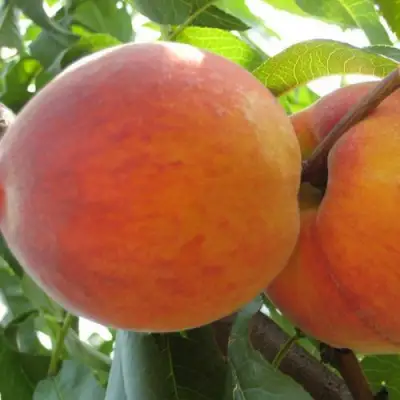 Персик СОЧНЫЙ в Мозыре