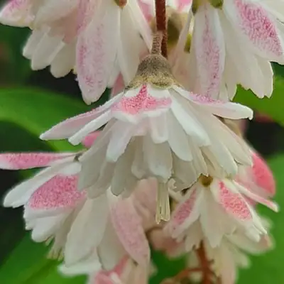 Дейция РОЗЕА ПЛЕНА в Мозыре