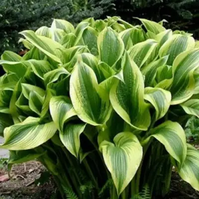 Хоста АУРЕОМАРГИНАТА в Мозыре