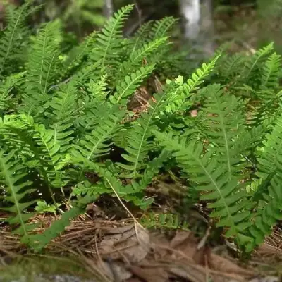 Многоножка обыкновенная в Мозыре