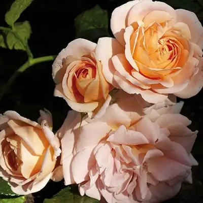 Роза ГЕЙША чайно-гибридная в Мозыре