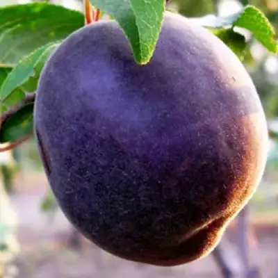 Абрикос ШЛОР ЦИРАН в Мозыре