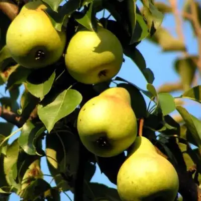 Груша НЕЖНОСТЬ колонновидная	 в Мозыре