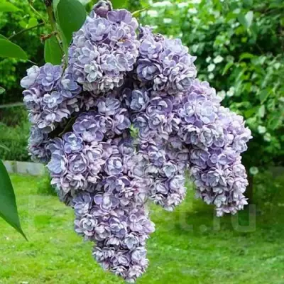 Сирень АМИ ШОТТ в Мозыре