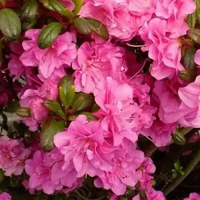 Азалия ПЕТТИКОУТ японская в Мозыре