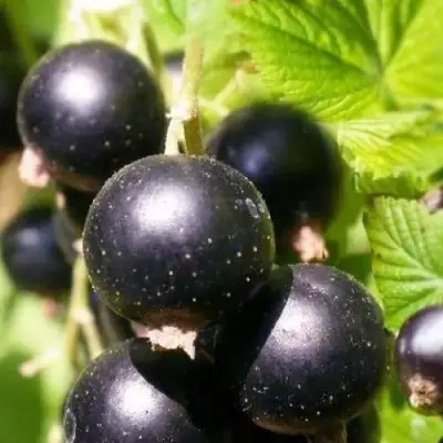 Смородина черная ЧЕРНООКАЯ в Мозыре