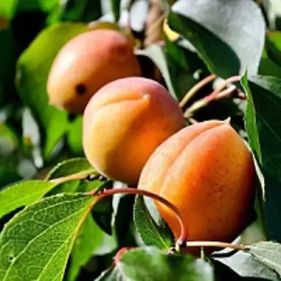 Абрикос БАЙ в Мозыре