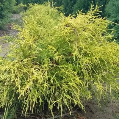 Кипарисовик ФИЛИФЕРА АУРЕА горохоплодный в Мозыре