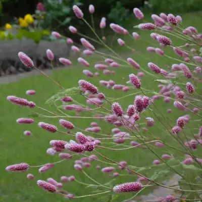 Кровохлебка РОК ЭНД РОЛЛ в Мозыре