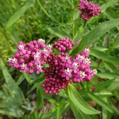 Ваточник МЯСО-КРАСНЫЙ в Мозыре