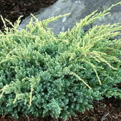 Можжевельник ХОЛГЕР чешуйчатый в Мозыре