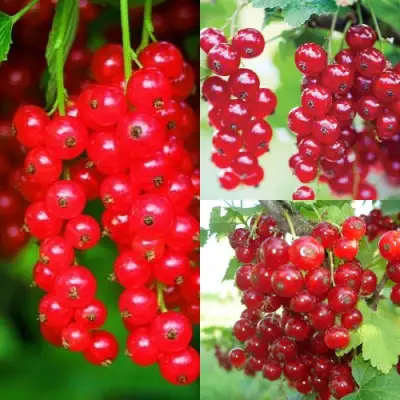 Комплект КРАСНЫЙ УРОЖАЙ в Мозыре