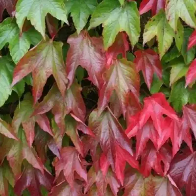 Девичий виноград тройчатый ВИЧИ в Мозыре