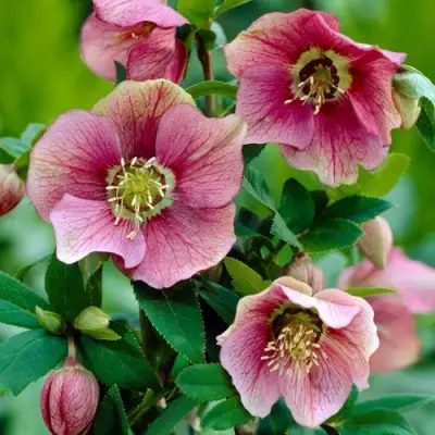 Морозник ВОСТОЧНЫЙ в Мозыре