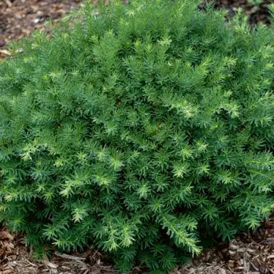 Тис ХИКСИ средний в Мозыре