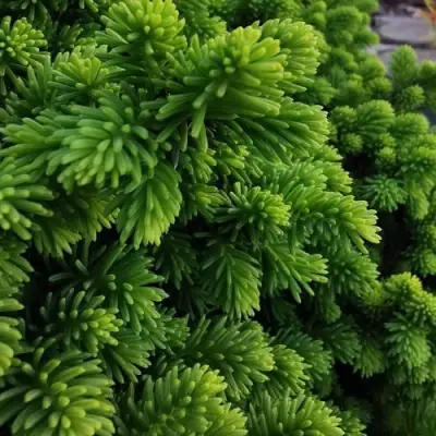 Ель ЛИТЛ ДЖЕМ обыкновенная в Мозыре