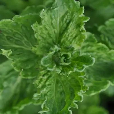 Мята КРИСПА в Мозыре