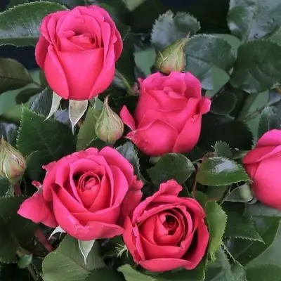 Роза ЛАВ ЛЕТТЕР флорибунда в Мозыре