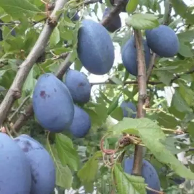 Слива ГИЛЬБЕРТ в Мозыре