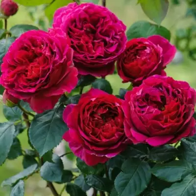 Роза КЕЙТ английская в Мозыре