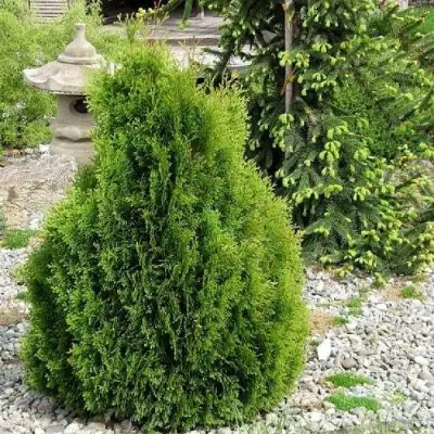 Туя МИКИ западная в Мозыре