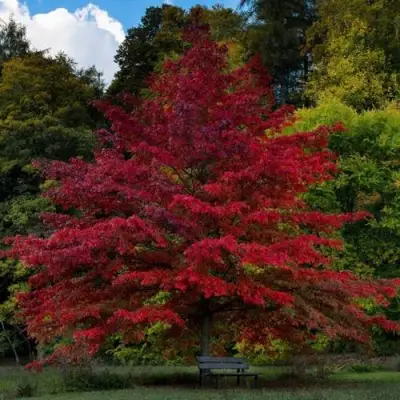 Дуб болотный в Мозыре