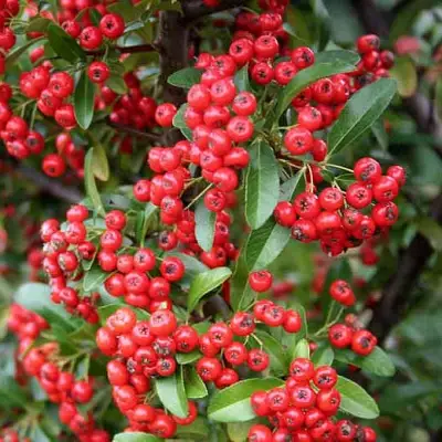 Пираканта РЕД КУИШОН в Мозыре