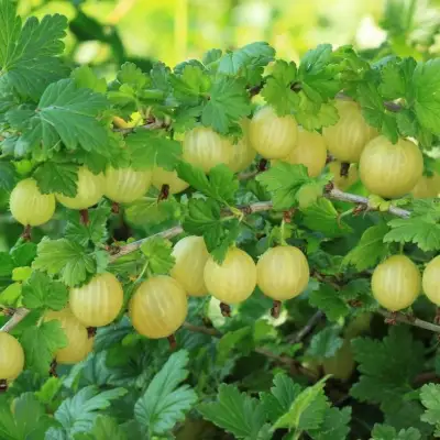 Крыжовник БЕРИЛЛ в Мозыре