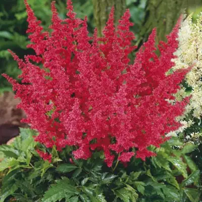 Астильба МОНТГОМЕРИ японская в Мозыре