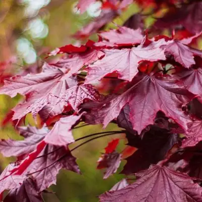 Клен РОЯЛ РЕД остролистный в Мозыре