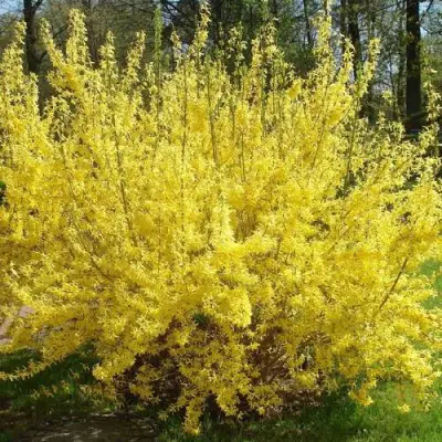 Форзиция ФОРЧУНА в Мозыре