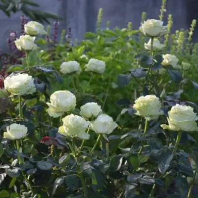 Роза ВАКАНА японская в Мозыре