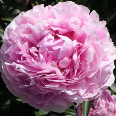 Пион ША-ЛА травянистый в Мозыре