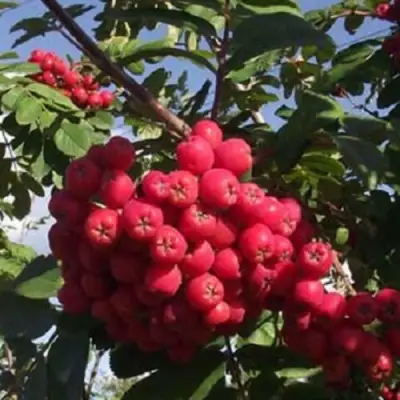 Рябина МОРАВСКАЯ сладкоплодная в Мозыре