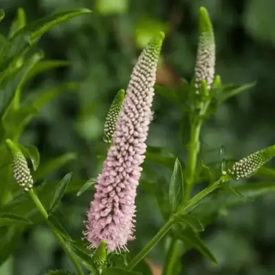 Вероника ФЕСТ ЧОЙС длиннолистная в Мозыре