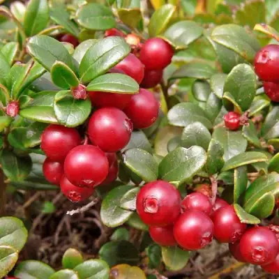 Брусника садовая АМЕРЛАНД в Мозыре