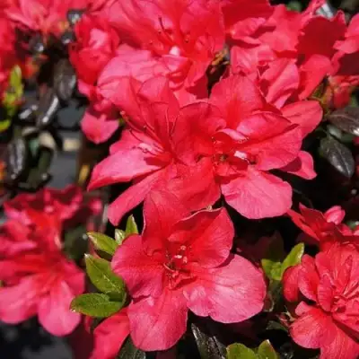 Азалия МАРУШКА японская в Мозыре