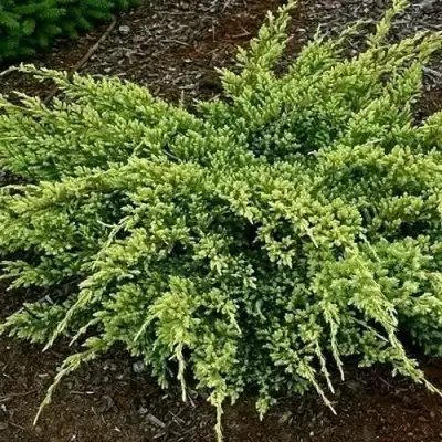 Можжевельник ДРИМ ДЖОЙ чешуйчатый в Мозыре