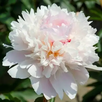 Пион АЛЕРТИ травянистый в Мозыре