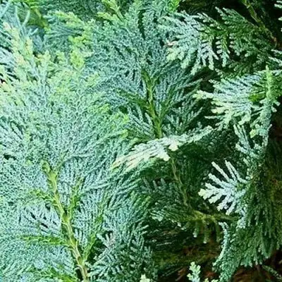 Кипарисовик КОЛУМНАРИС лавсона в Мозыре