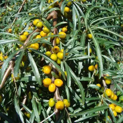 Облепиха ЖЕЛТОПЛОДНАЯ в Мозыре