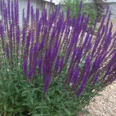 Шалфей КАРАДОНА в Мозыре