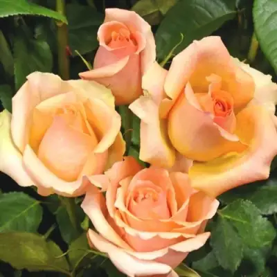 Роза ВЕРСИЛИЯ чайно-гибридная в Мозыре