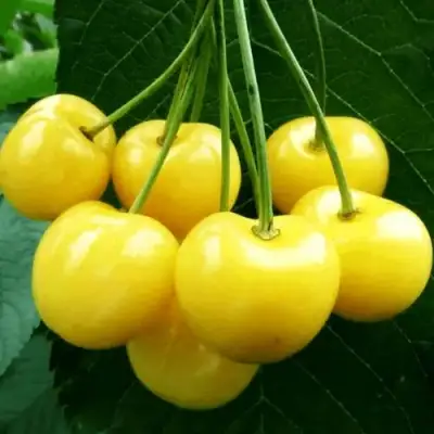 Черешня ПОДСНЕЖНИК в Мозыре