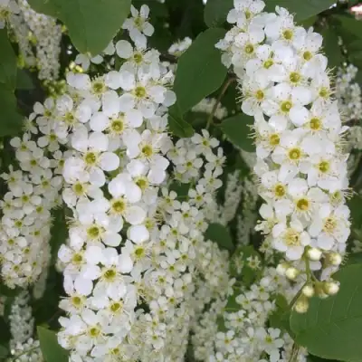 Черемуха САМОПЛОДНАЯ в Мозыре