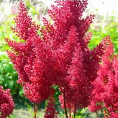 Астильба СКАЙСКРЕЙПЕР китайская в Мозыре